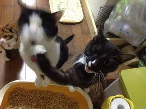 娱乐吃瓜喵a,揭秘娱乐圈那些不为人知的幕后故事